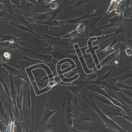 人骨骼肌細(xì)胞永生化-sv40