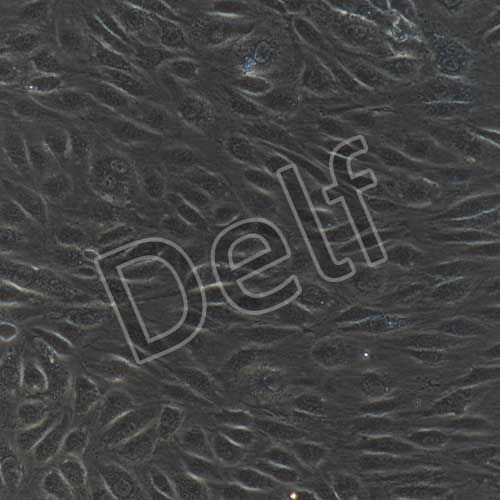 人原代骨骼肌微血管內(nèi)皮細(xì)胞