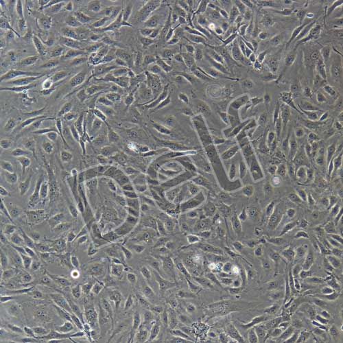 人原代骨微血管內(nèi)皮細(xì)胞