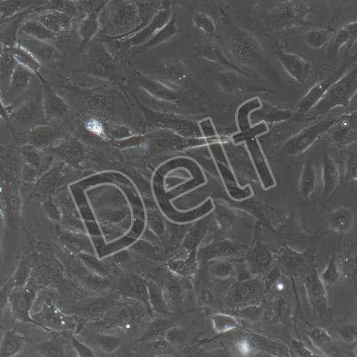 人原代骨微血管內(nèi)皮細(xì)胞