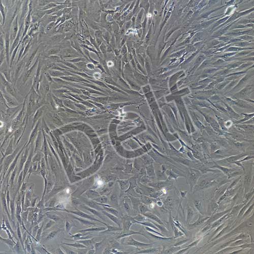 人原代關(guān)節(jié)滑膜成纖維細胞