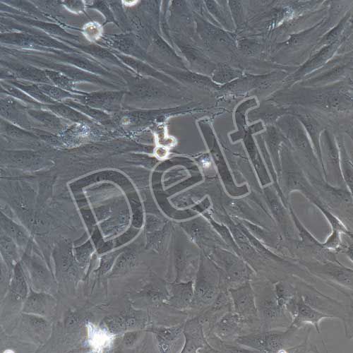 人原代關(guān)節(jié)滑膜成纖維細胞