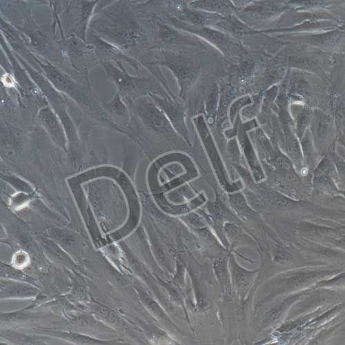 人原代關(guān)節(jié)滑膜成纖維細胞