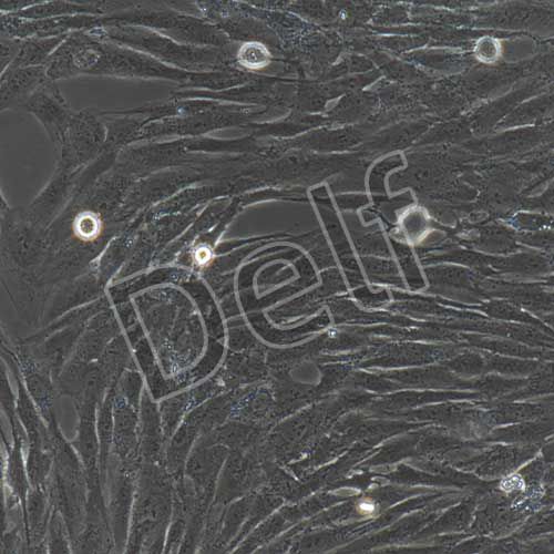 人原代冠狀動脈平滑肌細(xì)胞