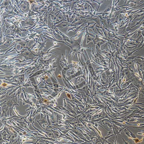 人原代黑色素細胞