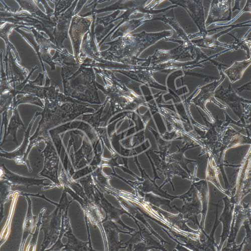 人原代黑色素細胞