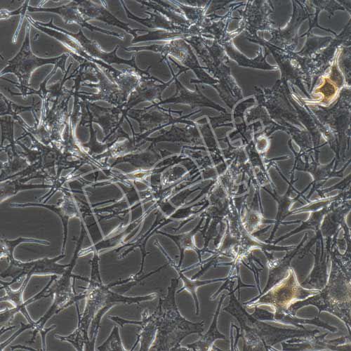 人原代黑色素細胞