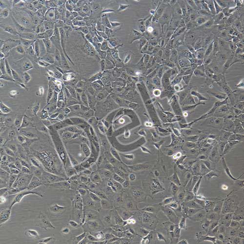 人原代呼吸道上皮細(xì)胞