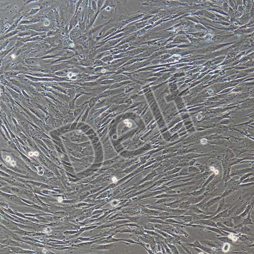 人原代滑膜間充質(zhì)干細(xì)胞