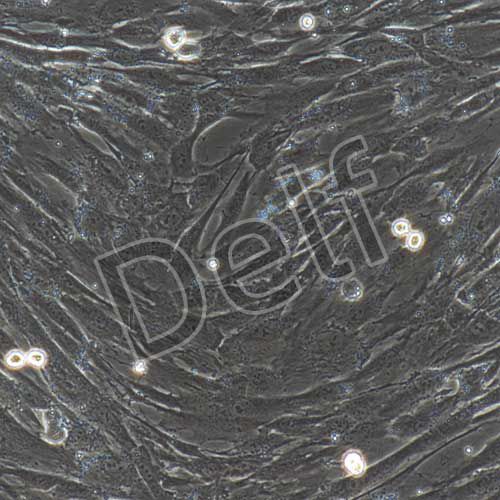 人原代滑膜間充質(zhì)干細(xì)胞