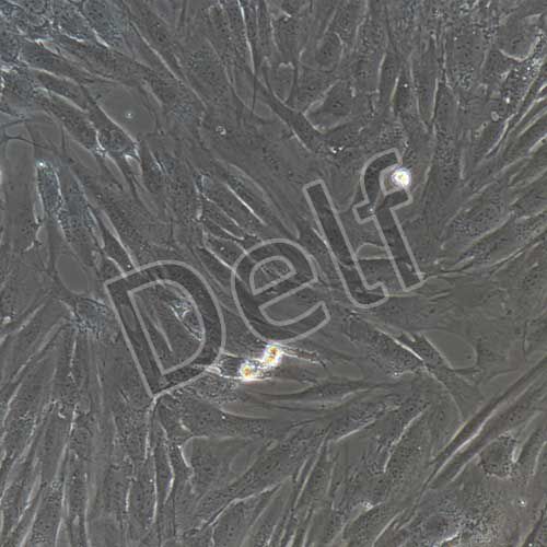 人甲狀旁腺細(xì)胞永生化