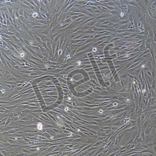 人原代甲狀腺成纖維細(xì)胞
