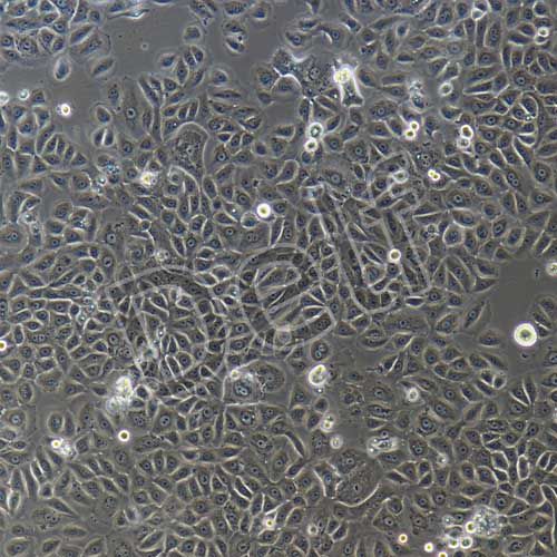 人原代角質(zhì)形成細胞