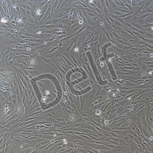 人原代結(jié)腸成纖維細胞