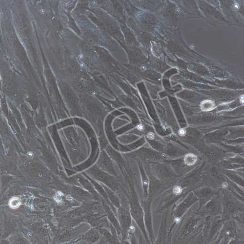 人原代結(jié)腸成纖維細胞