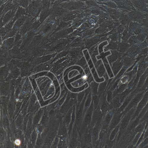 人原代口腔成纖維細胞