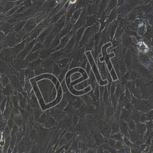 人原代口腔成纖維細胞