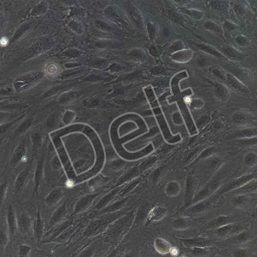 人原代淋巴管內皮細胞