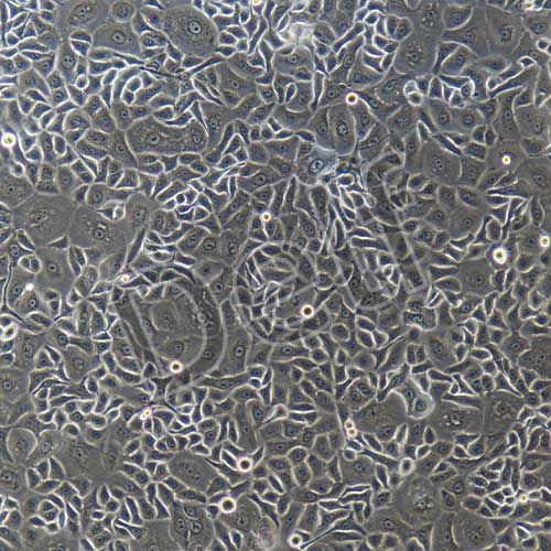 人原代毛囊干細胞