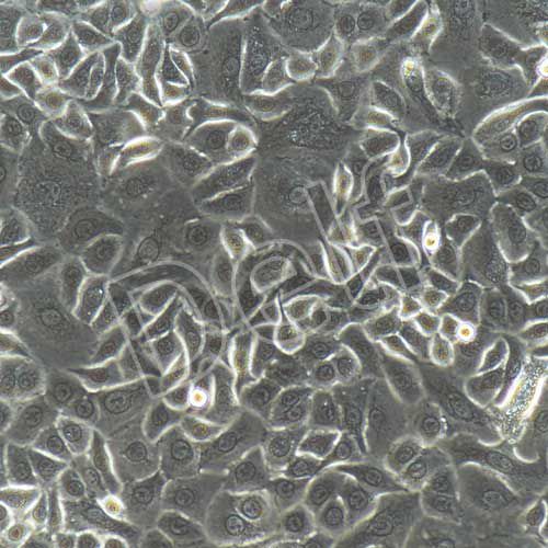 人原代毛囊干細胞