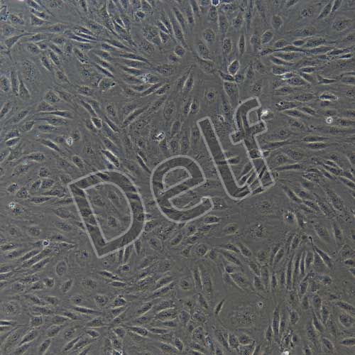 人原代腦微血管內(nèi)皮細胞