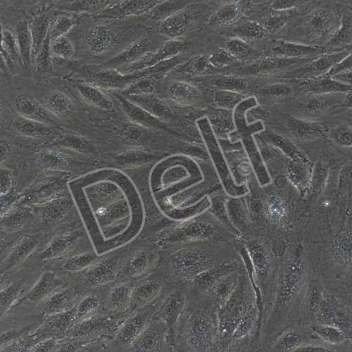 人原代腦微血管內(nèi)皮細胞