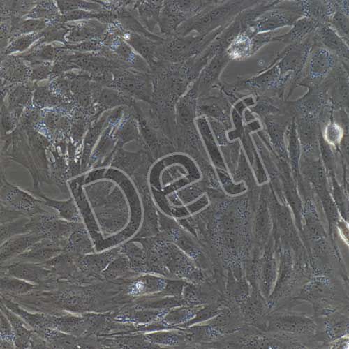 人原代腦微血管平滑肌細胞