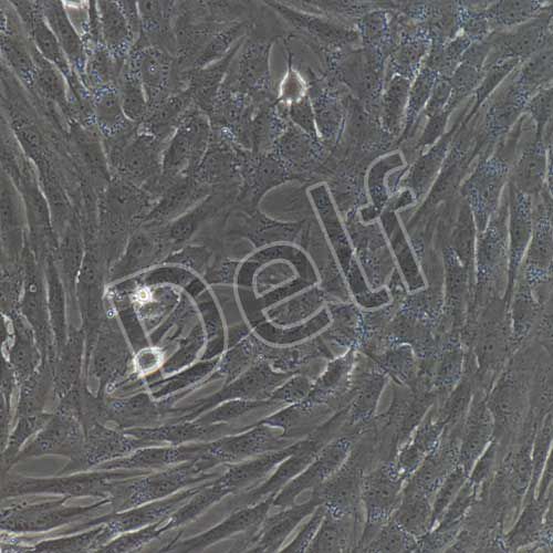 人原代腦微血管平滑肌細胞