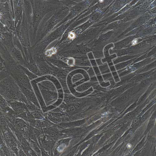 人原代腦血管周細胞