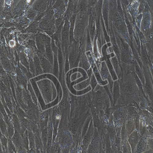 人原代腦血管周細胞