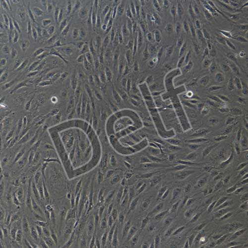 人原代內(nèi)皮祖細(xì)胞