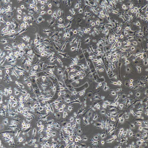 人原代破骨細(xì)胞