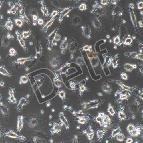 人原代破骨細(xì)胞