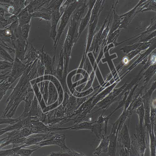 人原代臍帶間充質(zhì)干細(xì)胞