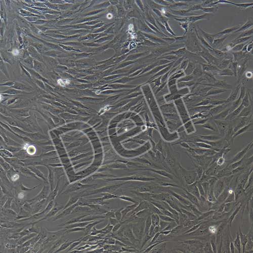 人原代臍動脈平滑肌細(xì)胞