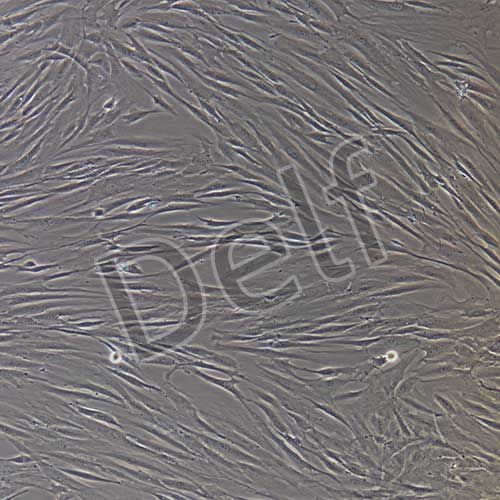 人原代氣管平滑肌細(xì)胞