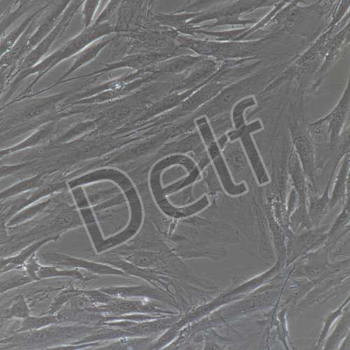 人原代氣管平滑肌細(xì)胞