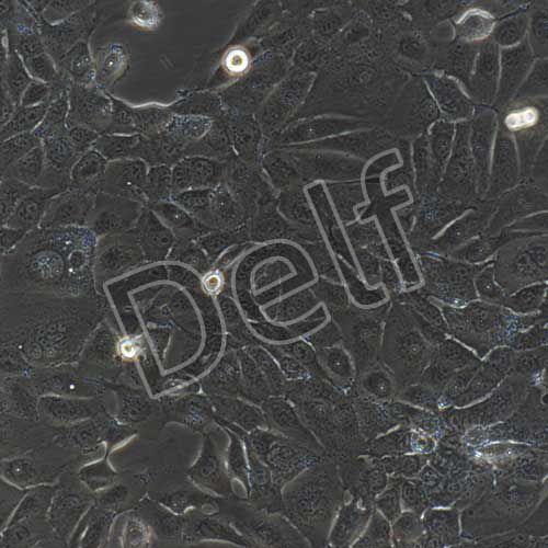 人原代氣管上皮細(xì)胞