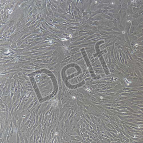 人原代韌帶成纖維細(xì)胞