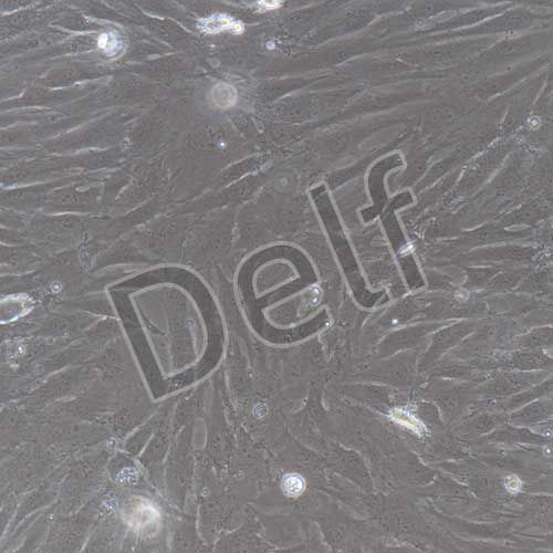 人原代韌帶成纖維細(xì)胞