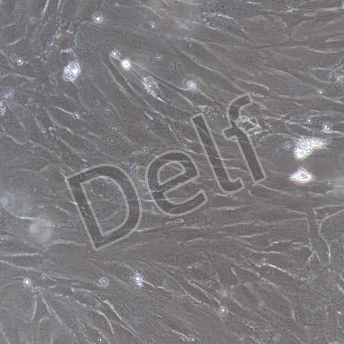 人原代韌帶成纖維細(xì)胞