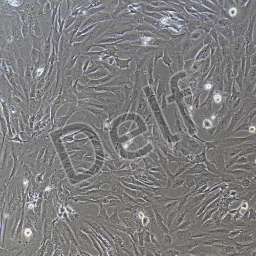 人原代乳腺成纖維細(xì)胞