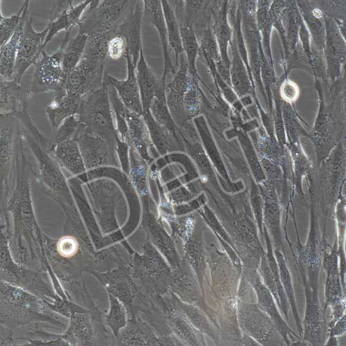 人原代乳腺成纖維細(xì)胞