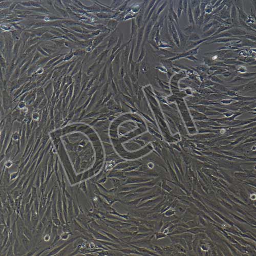 人原代軟骨細(xì)胞