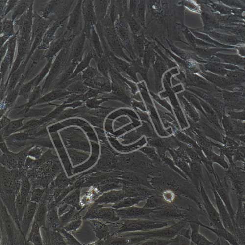 人原代軟骨細(xì)胞