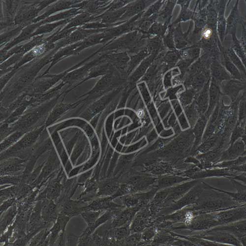 人原代軟骨細(xì)胞