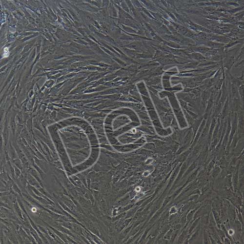 人軟骨細(xì)胞永生化-sv40