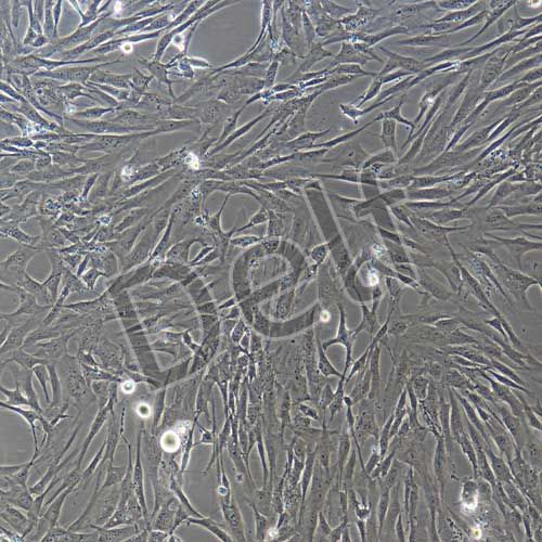 人原代食管癌細(xì)胞