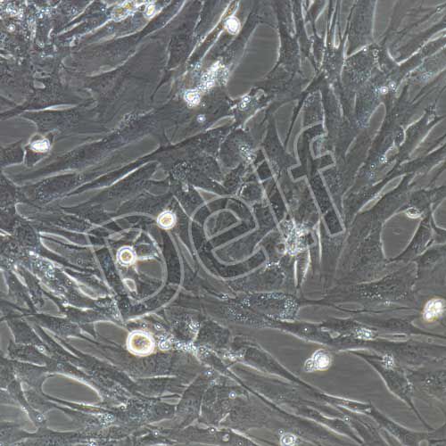 人原代食管癌細(xì)胞