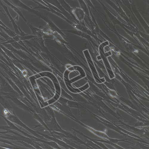 人原代輸尿管平滑肌細(xì)胞